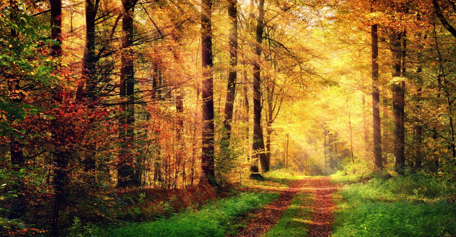 Herbstwald