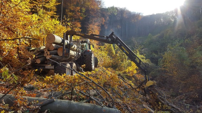 Forstarbeiten im Herbst